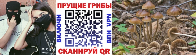 Псилоцибиновые грибы Psilocybine cubensis  Купить где  Весьегонск 